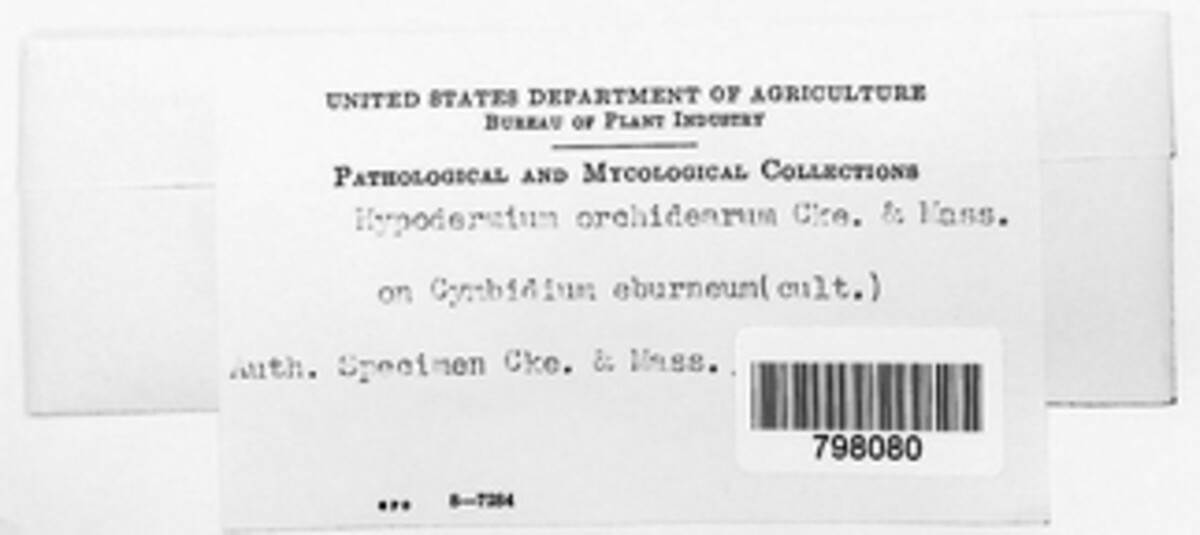 Hypodermium orchidearum image